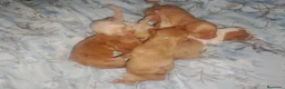 Chihuahua perros en venta: Disponible camada Merle y Merle fantasma  - Anuncio 2