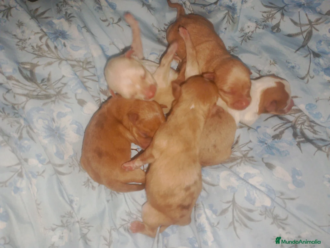 Chihuahua perros en venta: Disponible camada Merle y Merle fantasma  - Anuncio 2