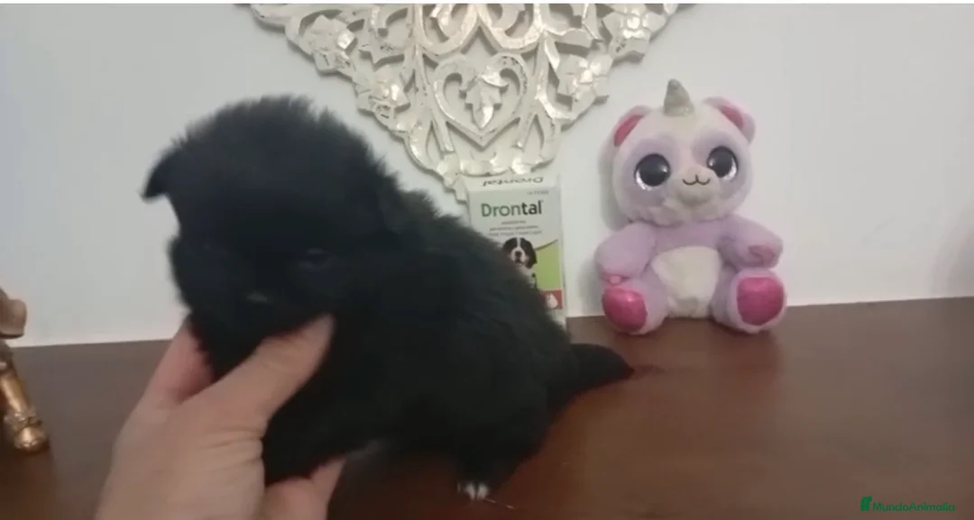 Pomerania perros en venta: Pomeranias machos  - Anuncio 2