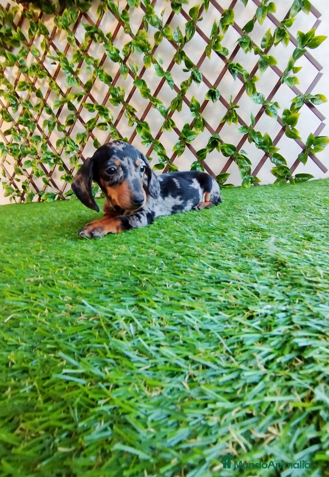 Teckel Miniatura perros en venta: Teckels kanichen merlés  - Anuncio 1