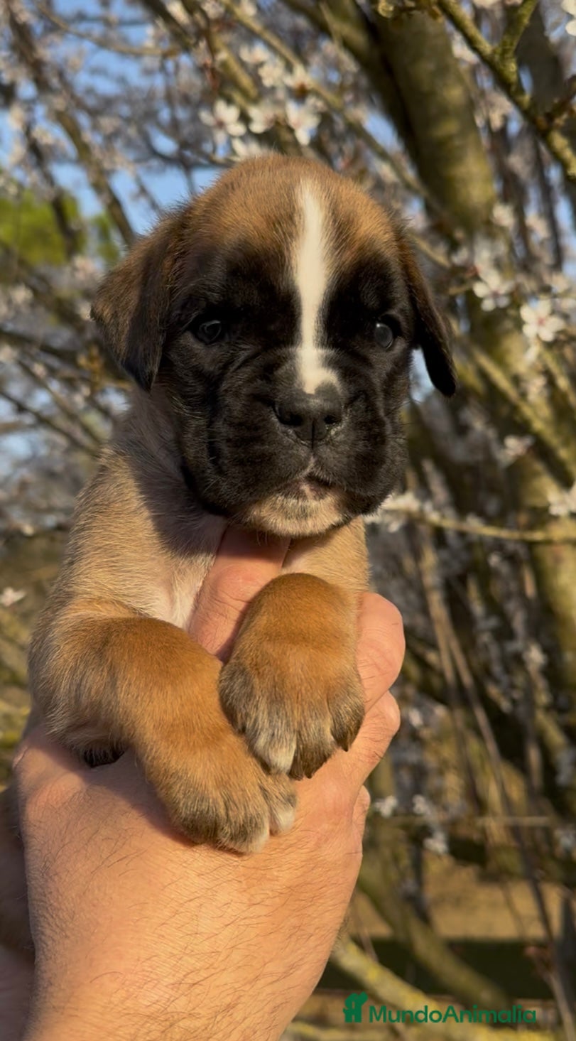 Boxer perros Magníficos cachorros BOXER, excelente genealogía - Anuncio 10