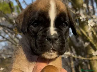 Boxer perros Magníficos cachorros BOXER, excelente genealogía - Anuncio 10