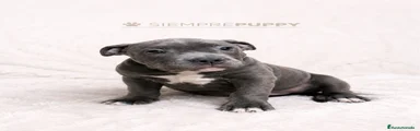American Bully 1