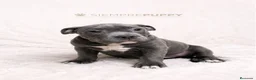American Bully perros en venta: CACHORROS AMERICAN BULLY - Anuncio 7