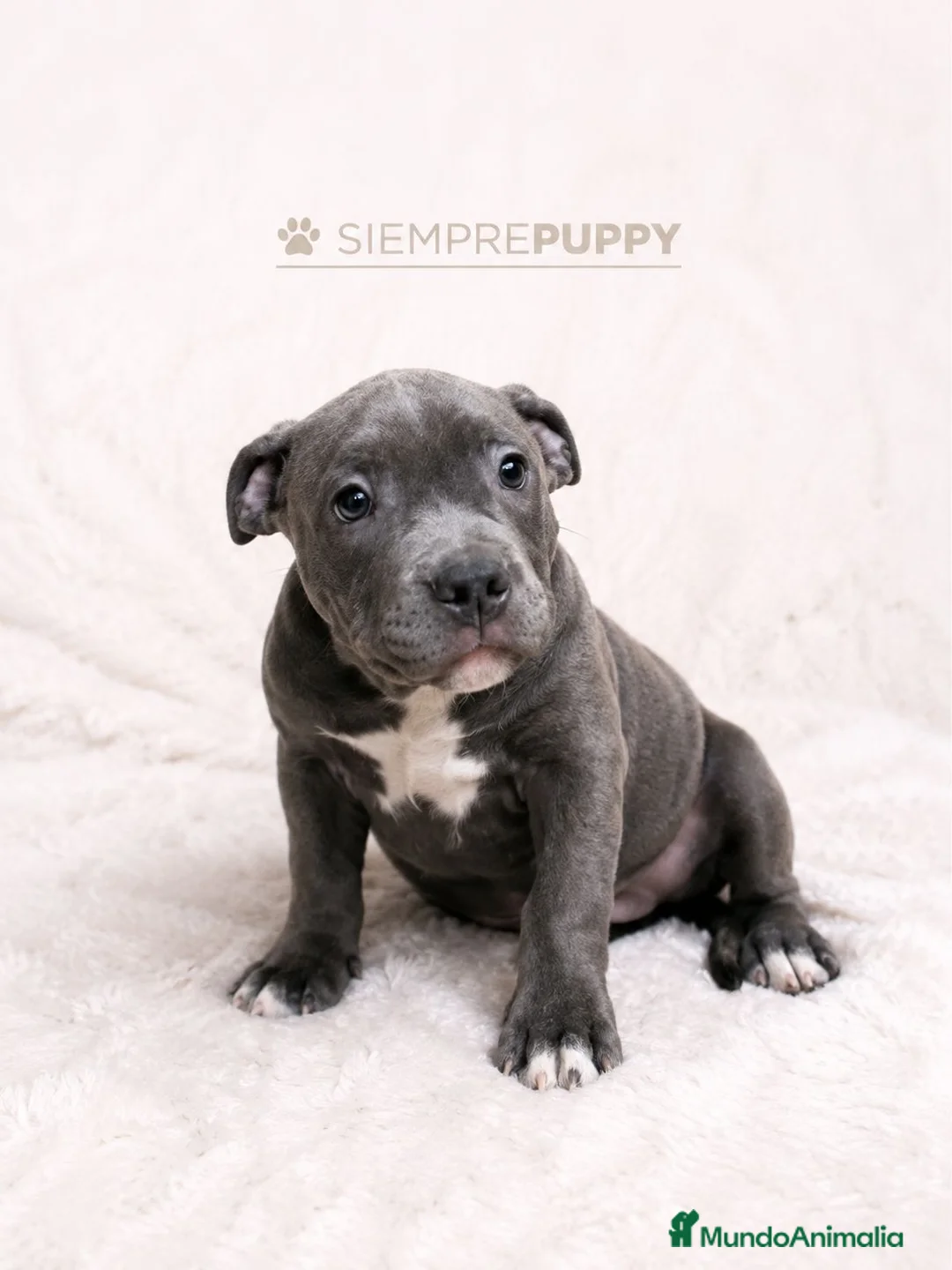 American Bully perros en venta: CACHORROS AMERICAN BULLY - Anuncio 7