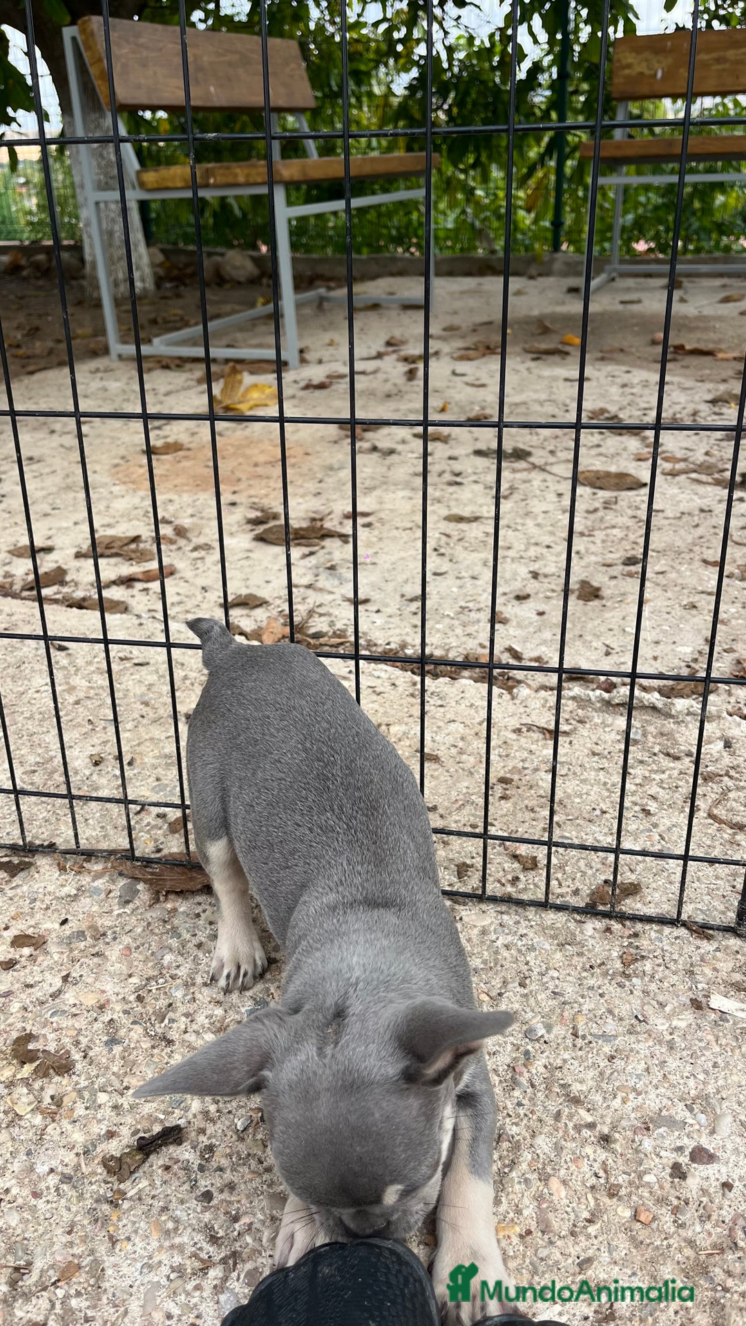 Bulldog Francés perros en venta: Cachorros de bulldog francés  - Imagen 3