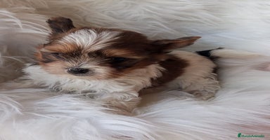 Biewer Yorkshire Terrier a la Pom Pon perros - Propaganda 12