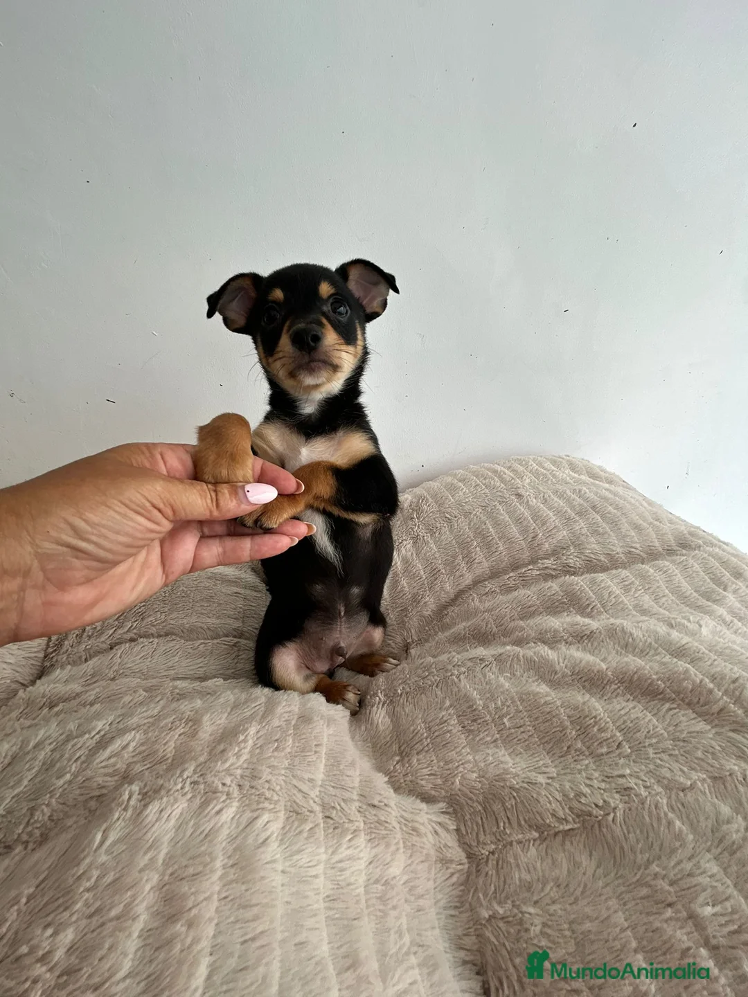 Chihuahua perros en venta: Chihuahua  - Anuncio 2
