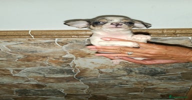 Chihuahua perros - Propaganda 1