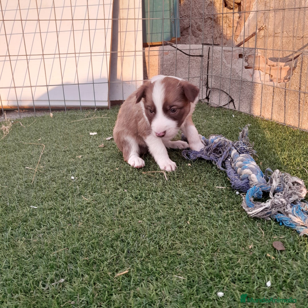 Border Collie perros en venta: BORDER COLLIE - Imagen 10
