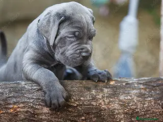 Cane Corso perros CACHORROS CANE CORSO ( 631 67 03 85 ) en Sevilla - Anuncio 8