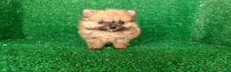 Pomerania perros en venta: Pomerania  - Anuncio 13