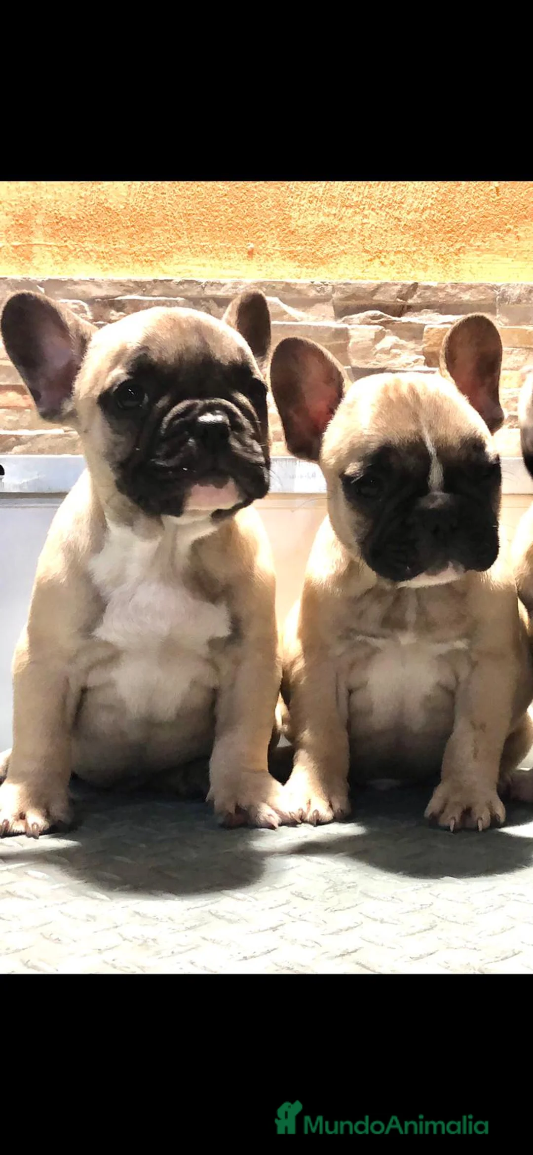Bulldog Francés perros en venta: Bulldog frances  - Anuncio 2