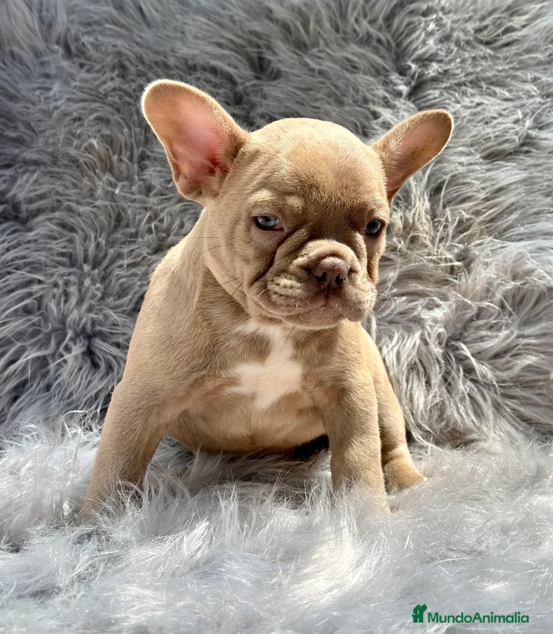 Bulldog Francés perros en venta: BULLDOG FRANCÉS ISABELLA NEW SHADE en Barcelona - Anuncio 2