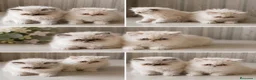 Persa gatos en venta: Gatita persa himalaya - Anuncio 1