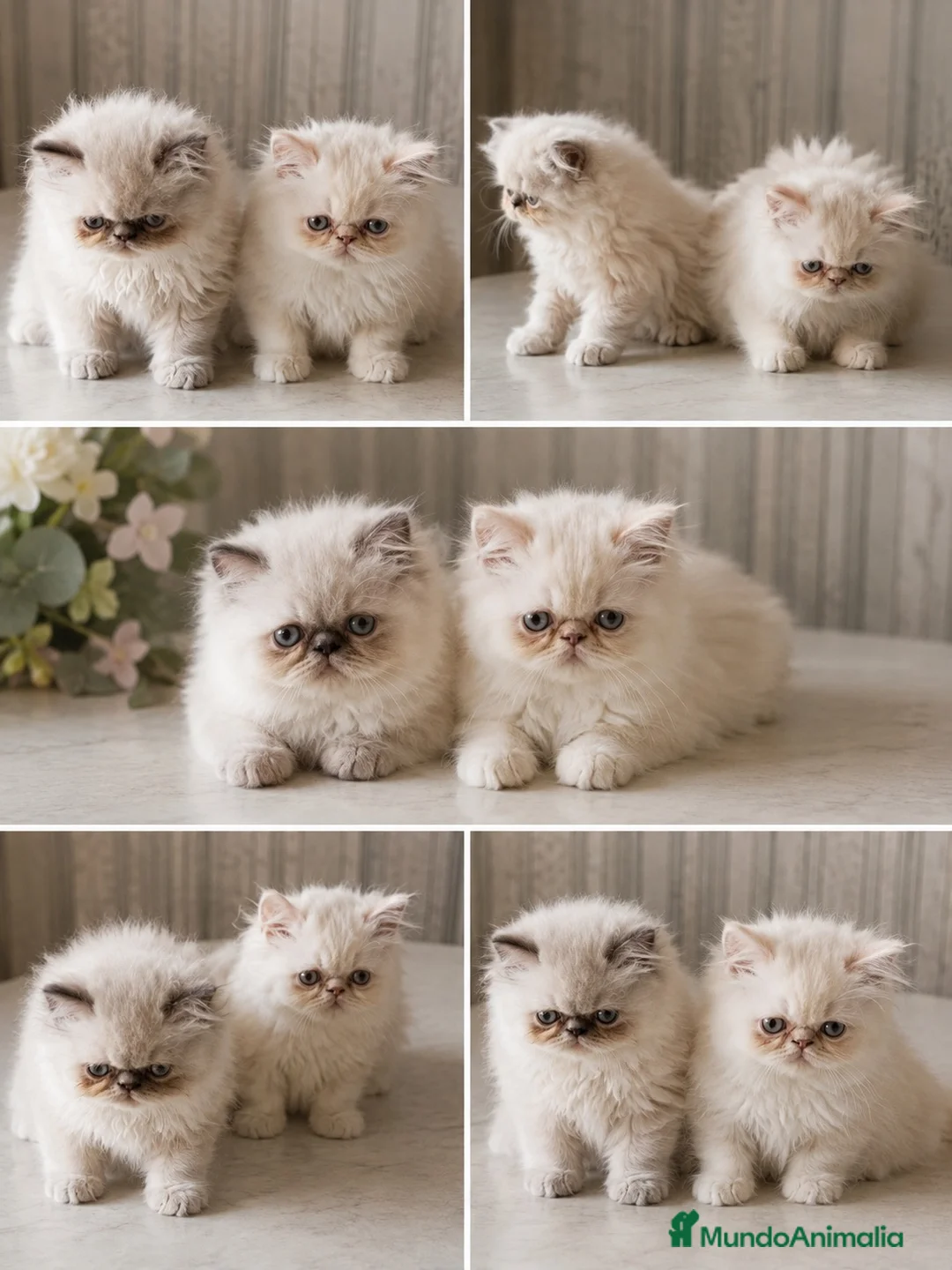 Persa gatos en venta: Gatita persa himalaya - Anuncio 1