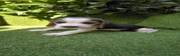 Beagle perros en venta: beagles tricolor 2 machos  - Anuncio 9