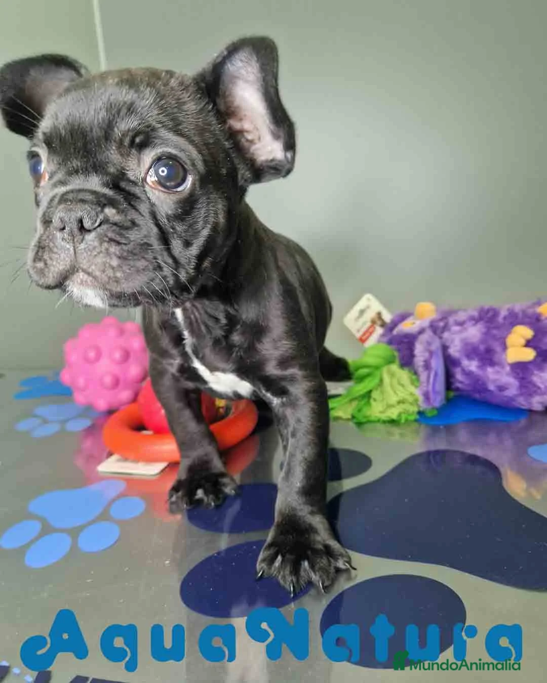 Bulldog Francés perros en venta: Bulldog Frances Macho 2434 AQUANATURA - Anuncio 6