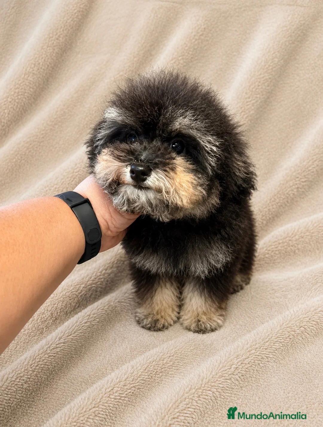 Caniche Toy perros en venta: Machito de caniche Toy  - Anuncio 2