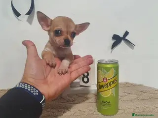 Chihuahua perros Chihuahua miniatura - Anuncio 6