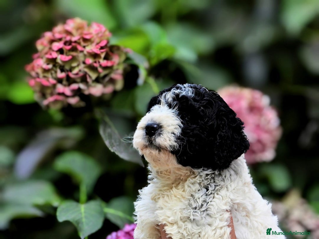 Perro de Agua Español perros en venta: Preciosa camada de perro de agua español - Imagen 18