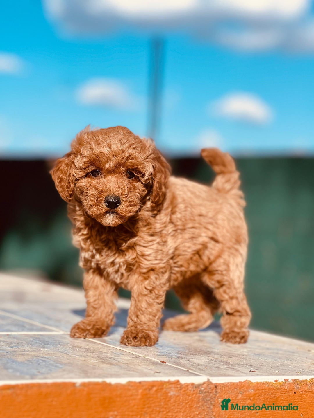 Caniche Enano perros en venta: Caniche enano rojo - Anuncio 3