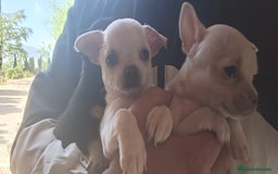 Chihuahua perros en venta: Chihuahua cabeza manzana, precio real! - Imagen 4