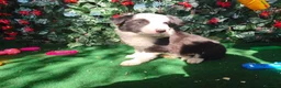 Border Collie perros en venta: Borde collie  - Anuncio 4