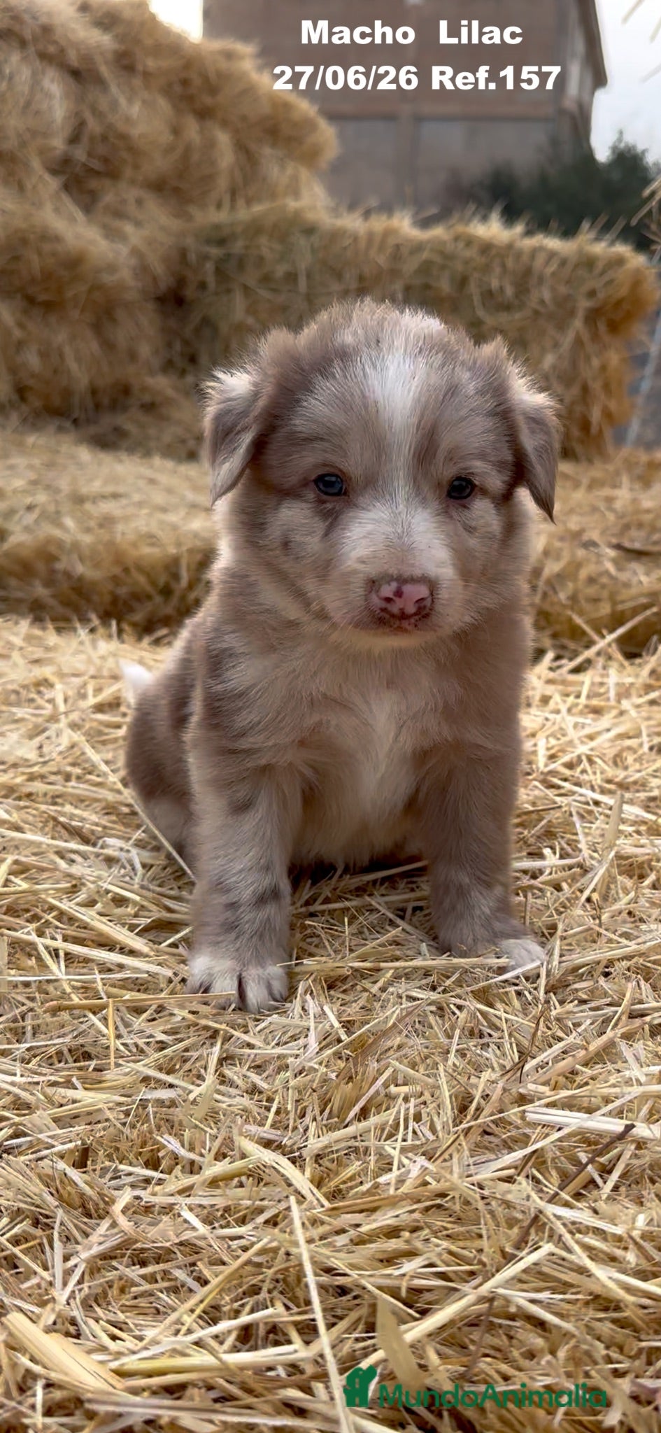 Border Collie perros Border Collie De Villa Biznaga - Anuncio 2