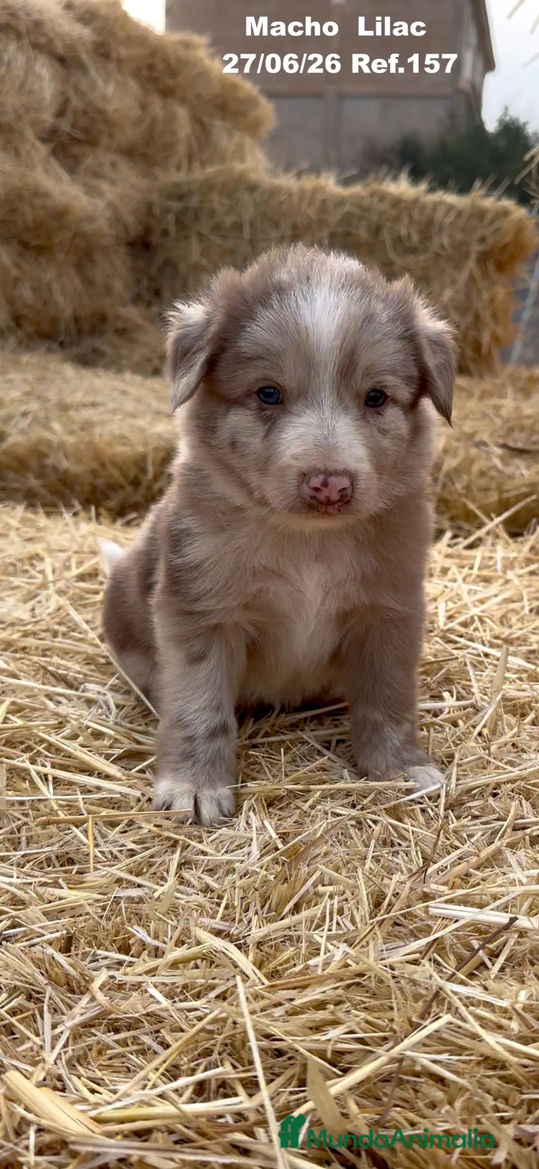 Border Collie perros en venta: Border Collie De Villa Biznaga - Anuncio 1