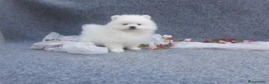 Pomerania Cachorro 9