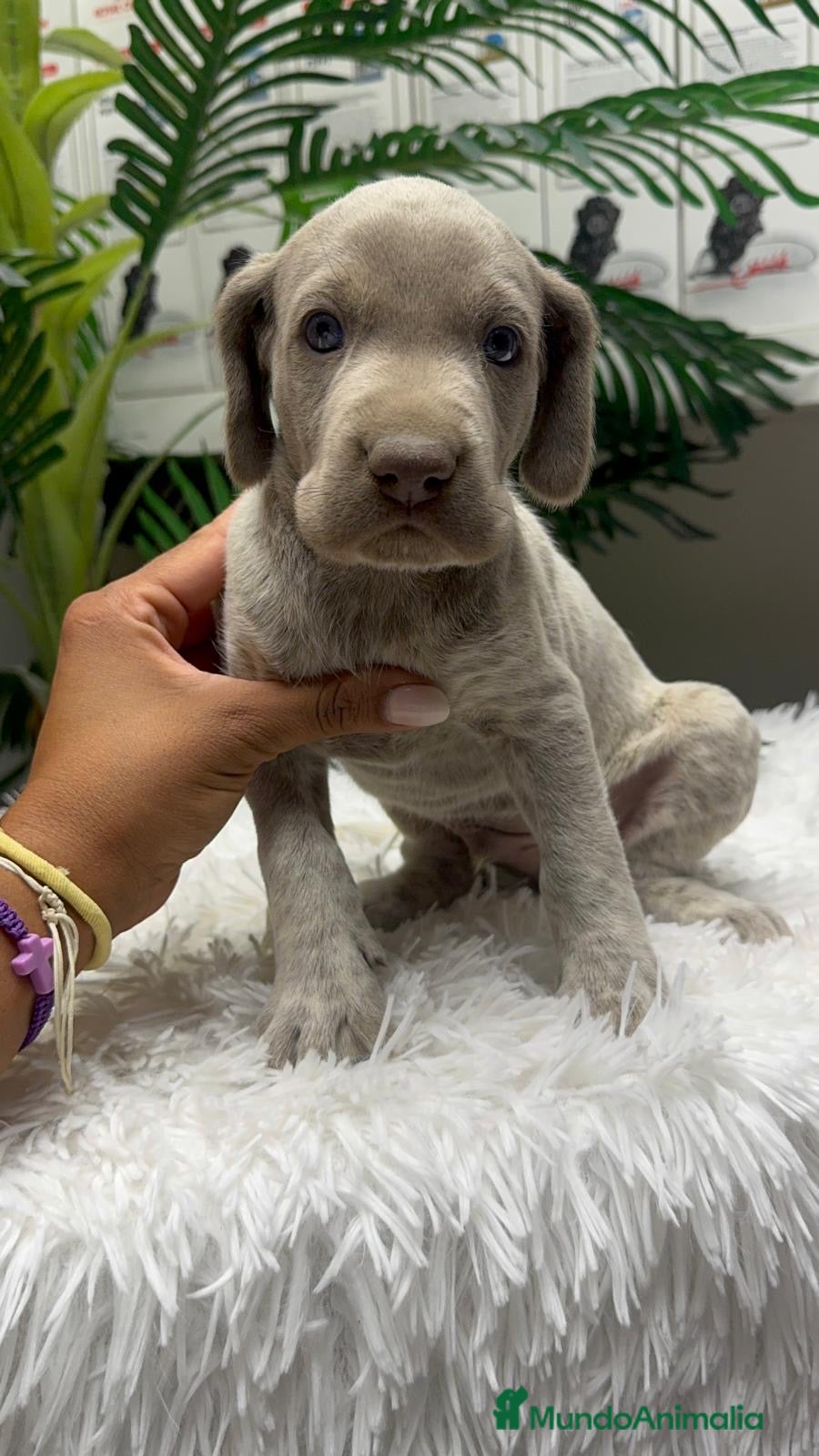 Braco Alemán de Pelo Corto perros en venta: BRACO ALEMAN - Anuncio 26