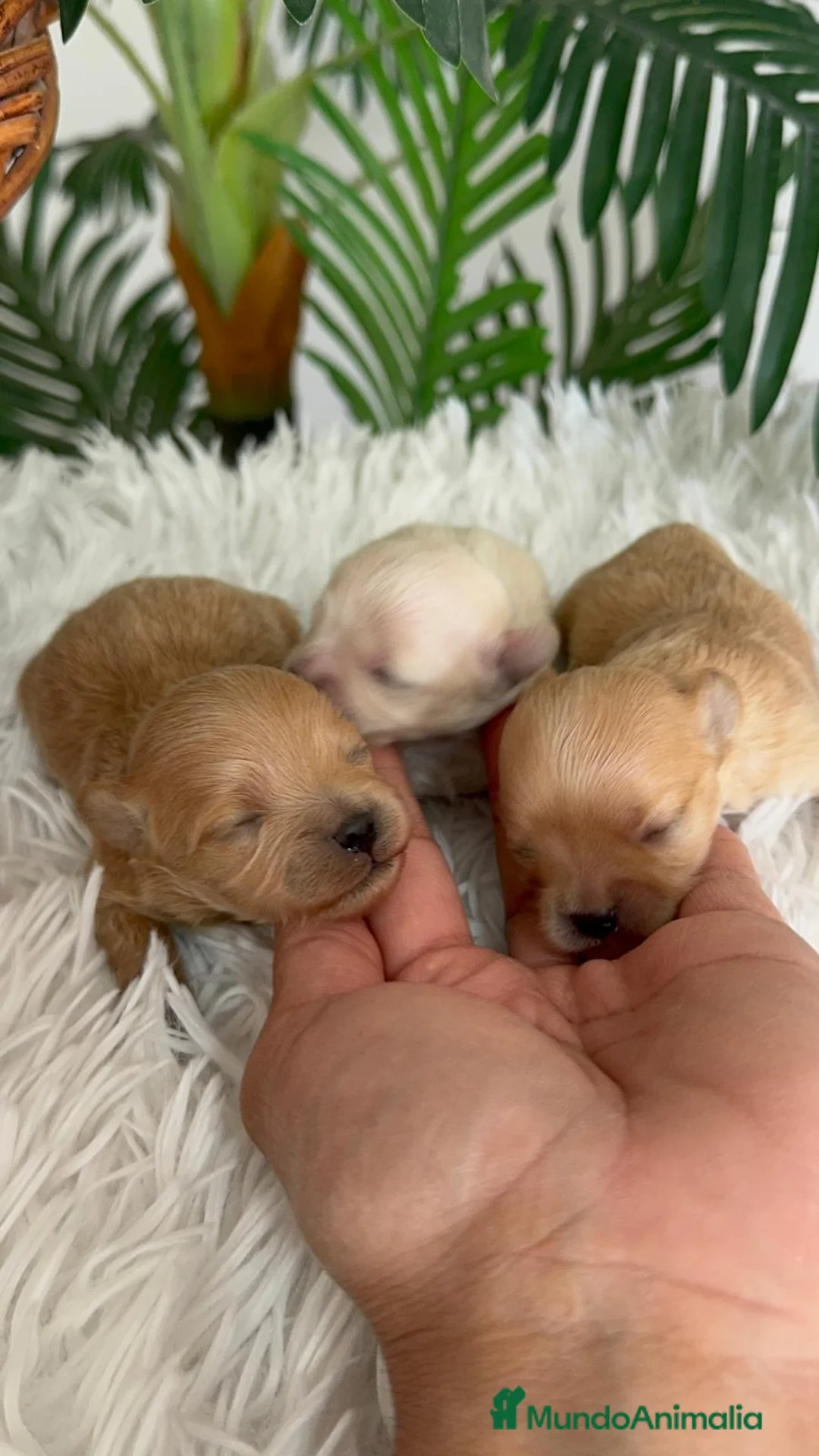 Maltipoo perros en venta: MALTIPOO TOY - Anuncio 1