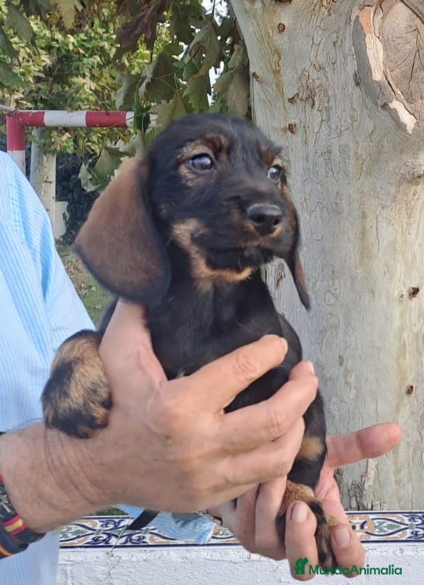Teckel perros Teckel cachorros - Anuncio 17