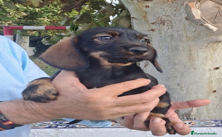 Teckel perros - Anuncio 1