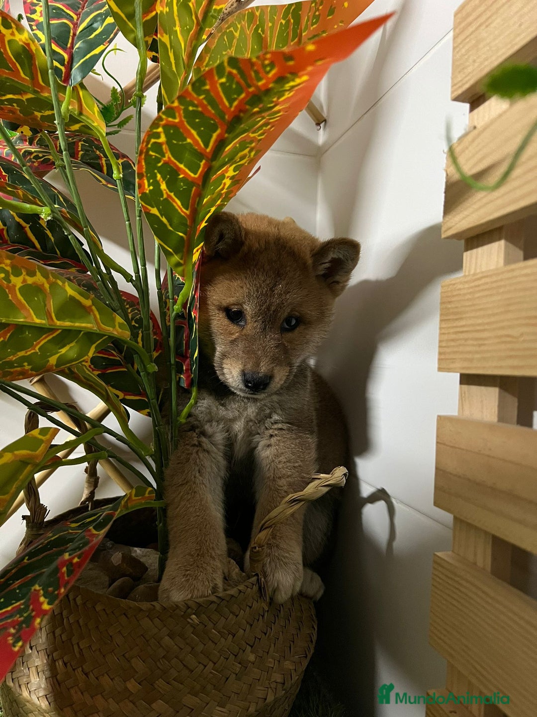 Shiba Inu perros en venta: SHIBA INU - Anuncio 1