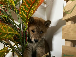 Shiba Inu perros SHIBA INU - Anuncio 1