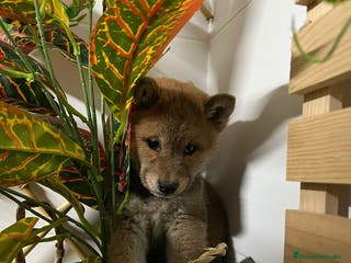 Shiba Inu perros SHIBA INU - Anuncio 11