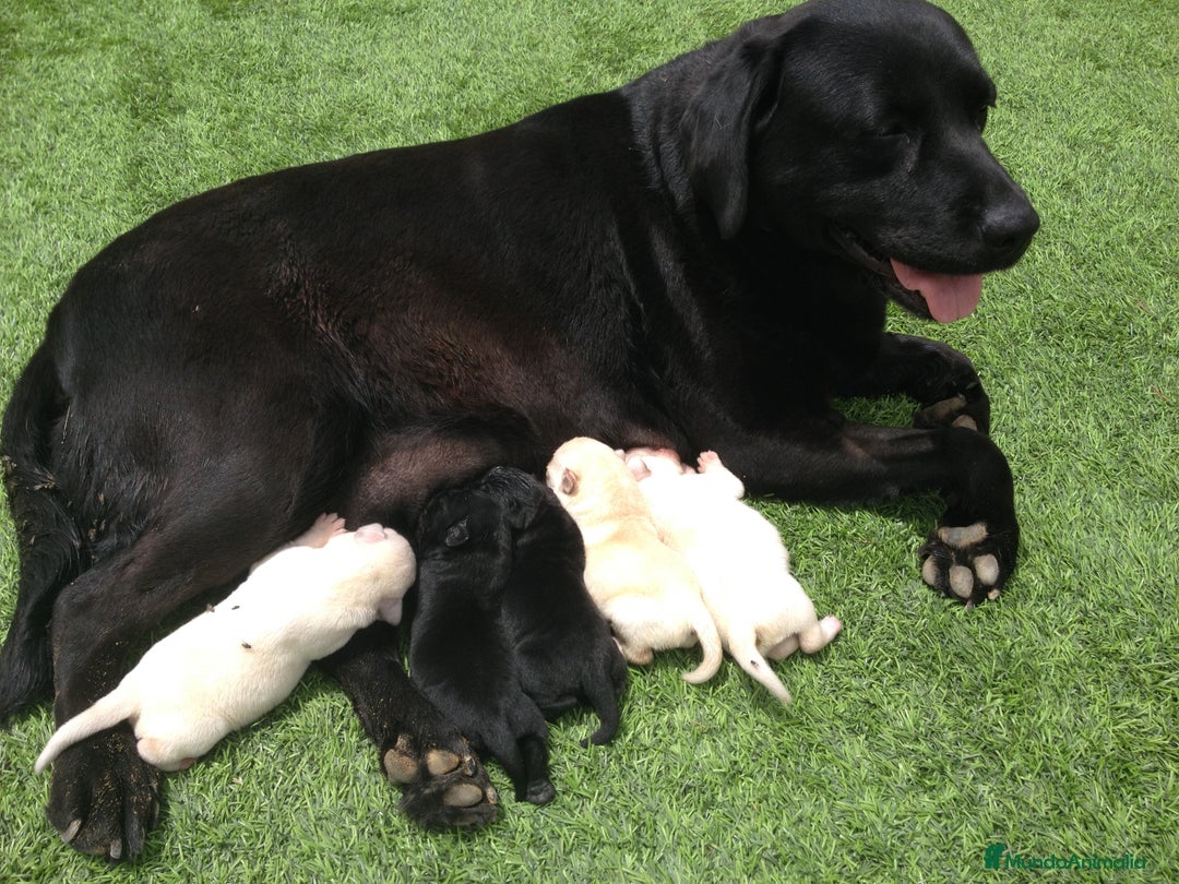 Labrador Retriever perros en venta: Cachorros de labrador retriever con pedigree  - Anuncio 17