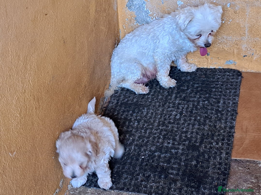 Maltipoo perros en venta: Maltipoo - Imagen 7