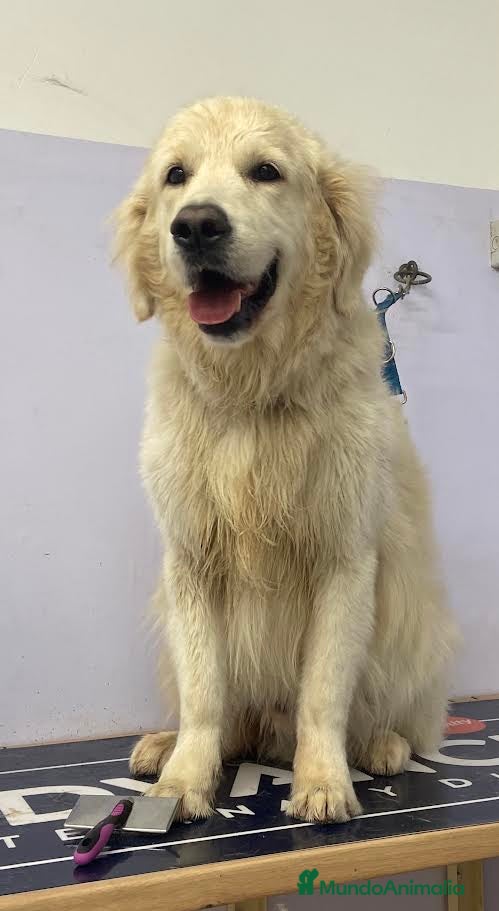 Golden Retriever perros Golden Retriever en Adopción - Anuncio 1