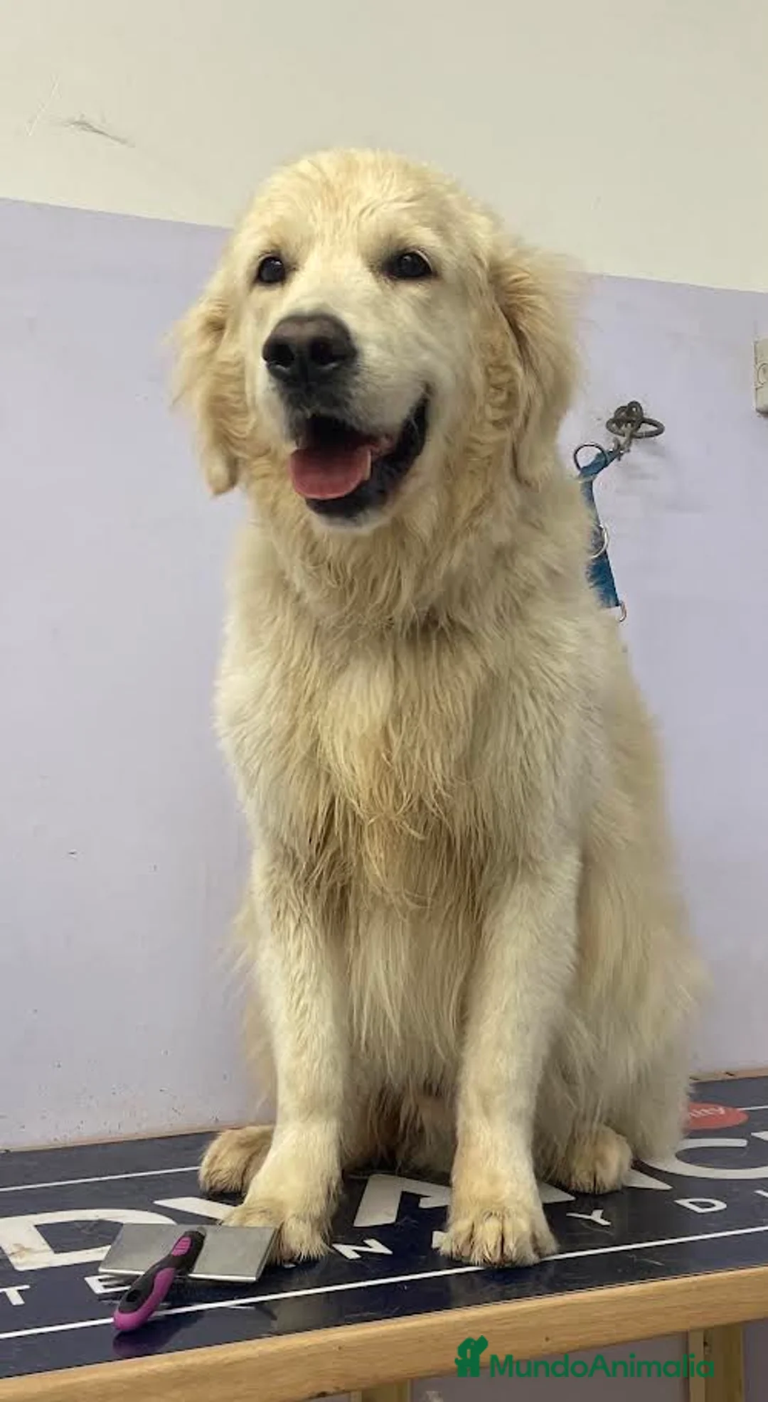 Golden Retriever perros en adopcion: Golden Retriever en Adopción - Anuncio 1