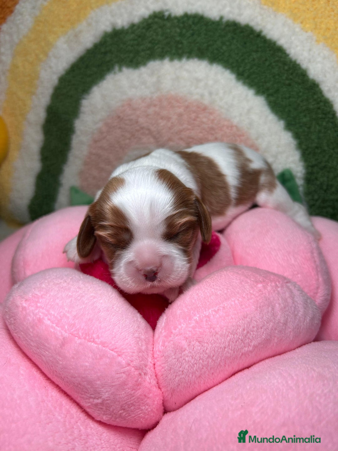 Cavalier King Charles Spaniel perros en venta: Cavalier King Charles Macho y hembras - Anuncio 2