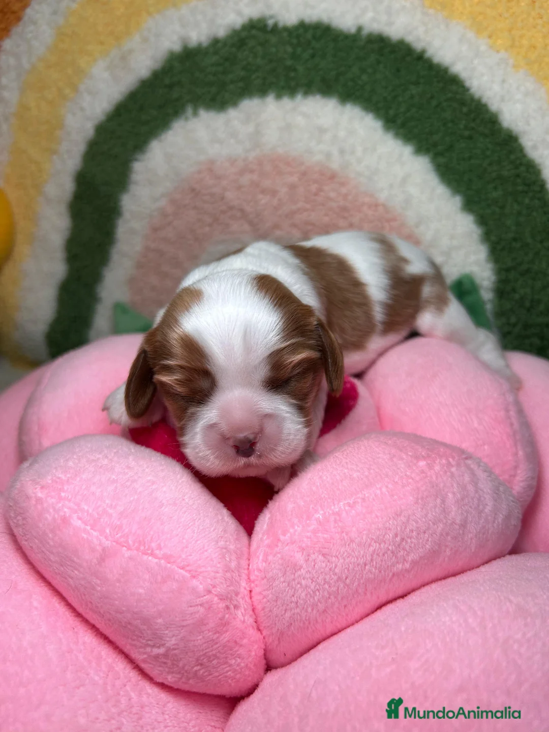 Cavalier King Charles Spaniel perros en venta: Cavalier King Charles Macho y hembras - Anuncio 2