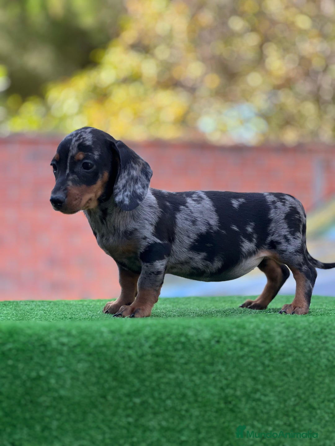 Teckel Miniatura perros en venta: Teckel miniatira - Imagen 6