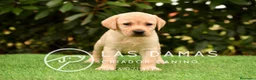 Labrador Retriever perros en venta: Labrador retriever dorado - Anuncio 3