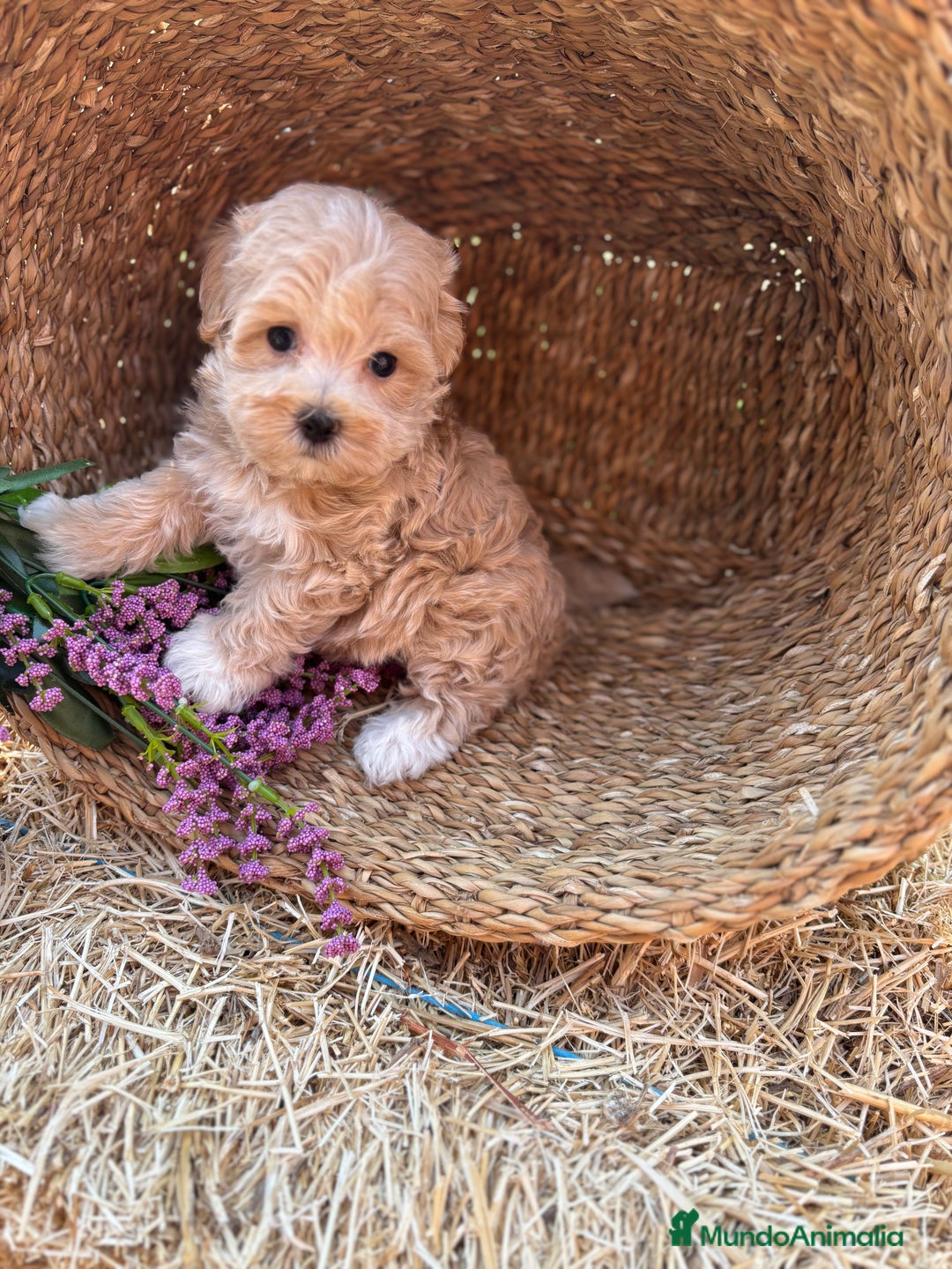 Maltipoo perros en venta: Maltipoo Macho Disponible  - Anuncio 6