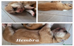 Shiba Inu perros en venta: Preciosa camada de Shiba Inu - Imagen 4