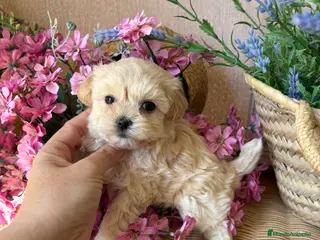 Maltipoo perros Maltipoo - Anuncio 1