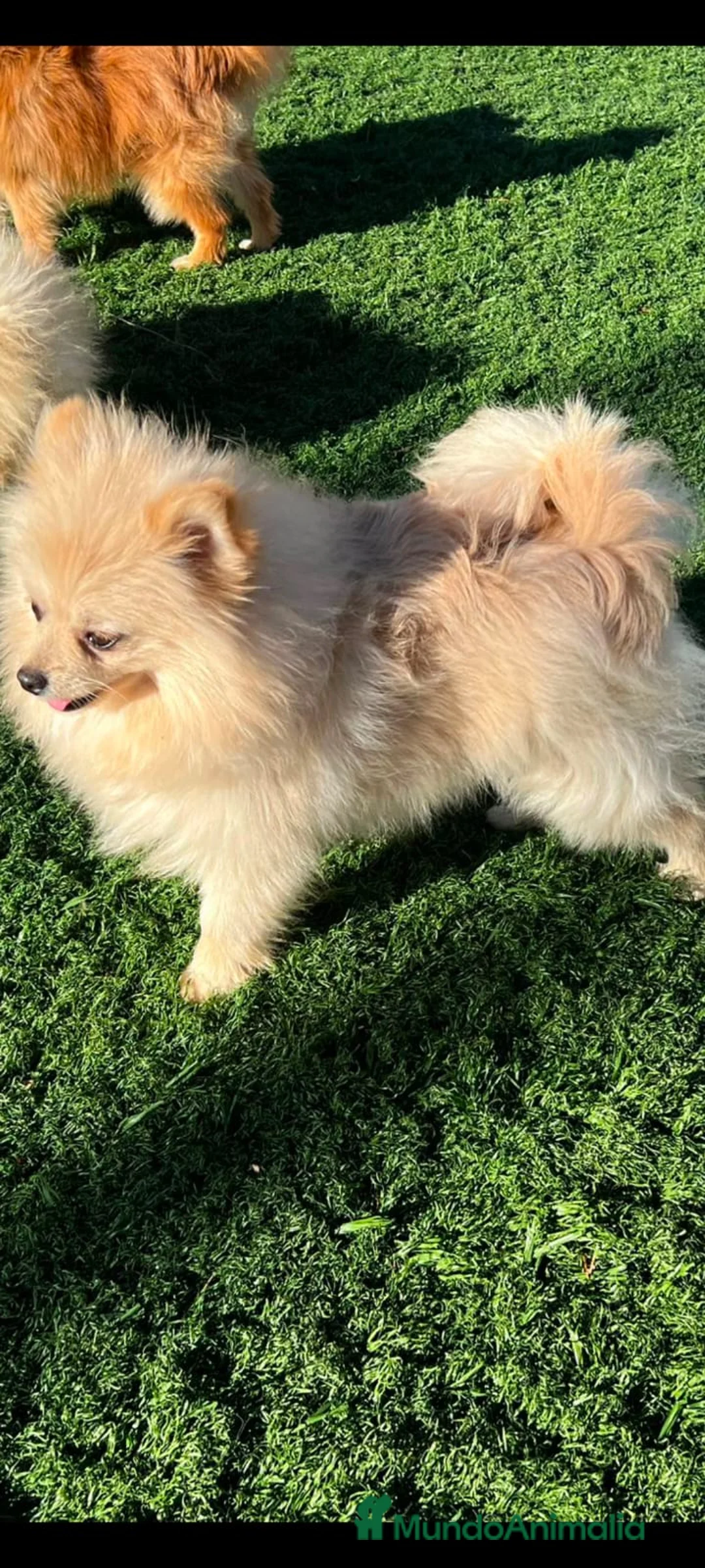 Pomerania perros en venta: Pomerania  - Anuncio 2